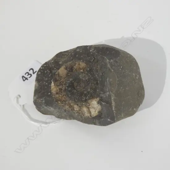 FOSSILISED AMMONITE L 750 MM