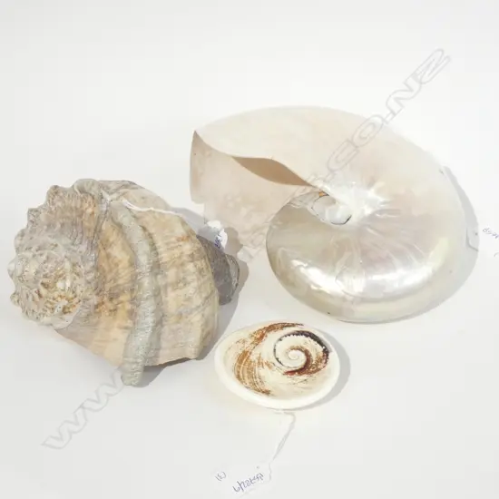 GREEN AUSTRALIAN SHELL/CAPSIOLE + NAUTILUS SHELL A/F L 200 MM