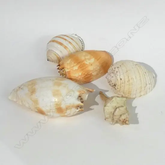 LOT OF EXOTIC PACIFIC SHELLS