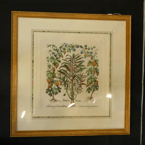 GILT FRAMED BOTANICAL PRINT 440 X 500MM   Ex Sultan of Brunei