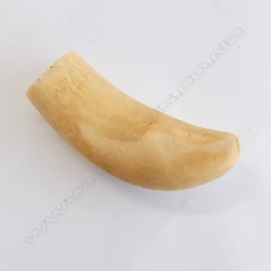 IMPRESSIVE LARGE AND OLD WHALE TOOTH