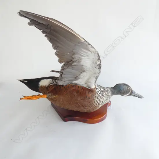 TAXIDERMY DUCK IN FLIGHT MOUNTED ON WOODEN BOARD W 480MM