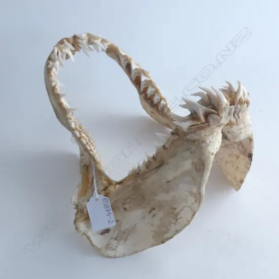 SM SHARKS JAW BONES & TEETH DIA 300MM