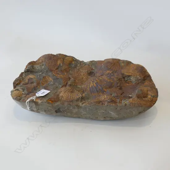 A N.Z. Triassic period scallop fossil conglomerate