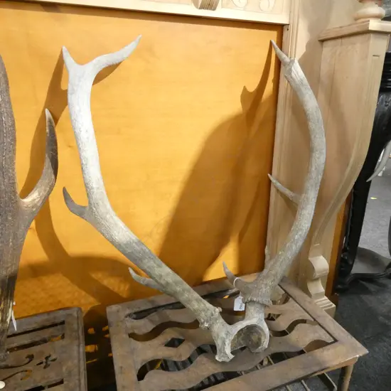 SET OF DEER ANTLERS