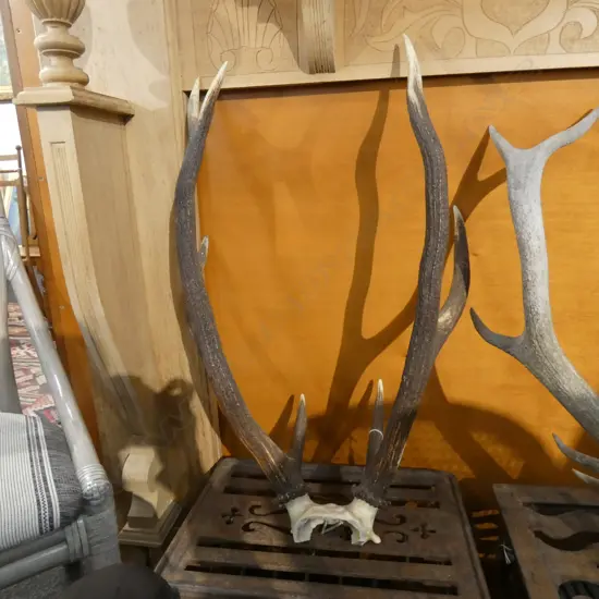 SET OF DEER ANTLERS
