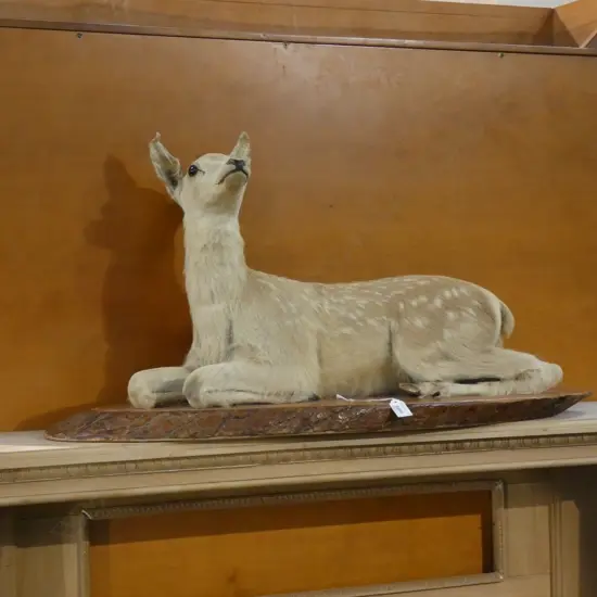 TAXIDERMIED FAWN ON WOODEN BASE