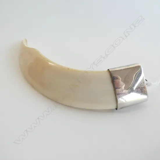 SILVER SET BOAR TOOTH PENDANT L 105MM