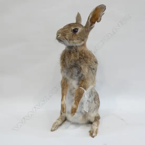TAXIDERMY BUNNY RABBIT H.390mm