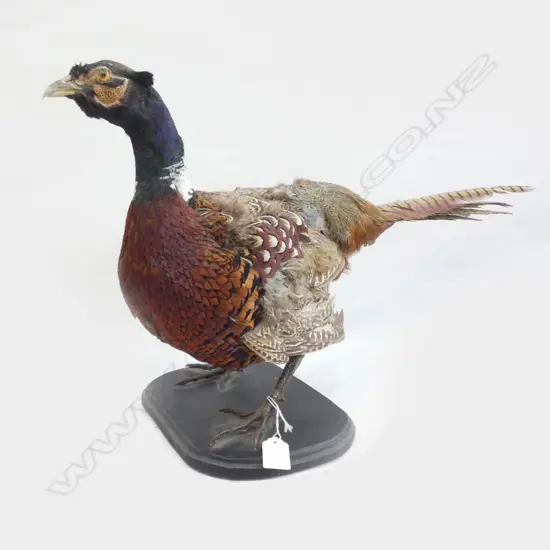 TAXIDERMY PHEASANT L.670mm