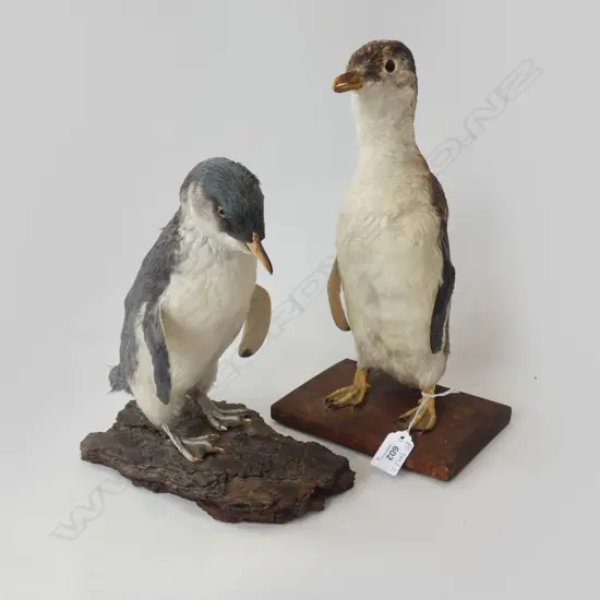 2 TAXIDERMY PENGUINS H.320mm