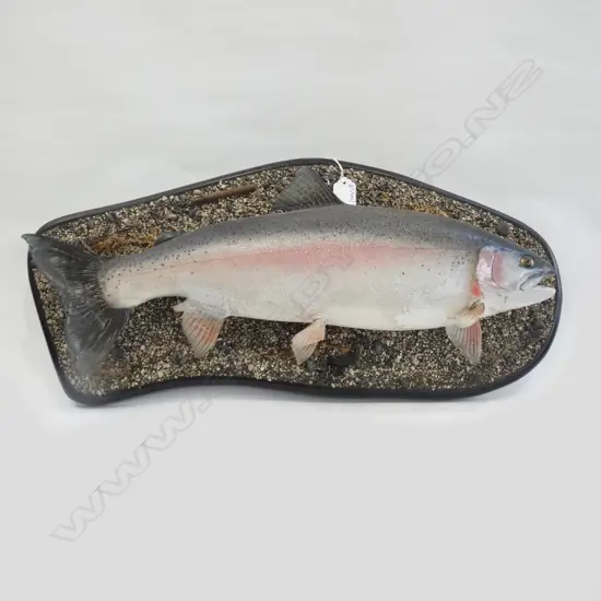 TAXIDERMY MOUNTED TROUT L.560mm