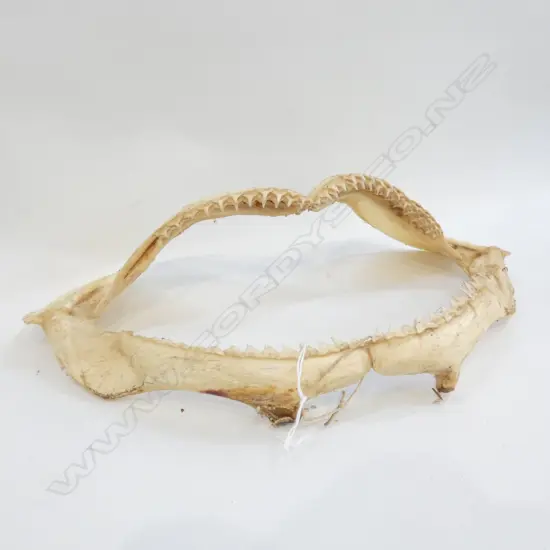 PAIR OF SHARK JAWS W 340 MM