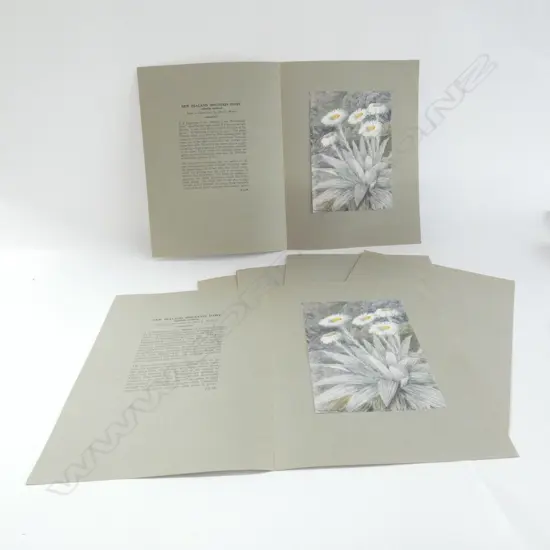 7x JOHN L MOORE NZ 'MOUNTAIN DAISY' PRINTS IN FOLDERS...