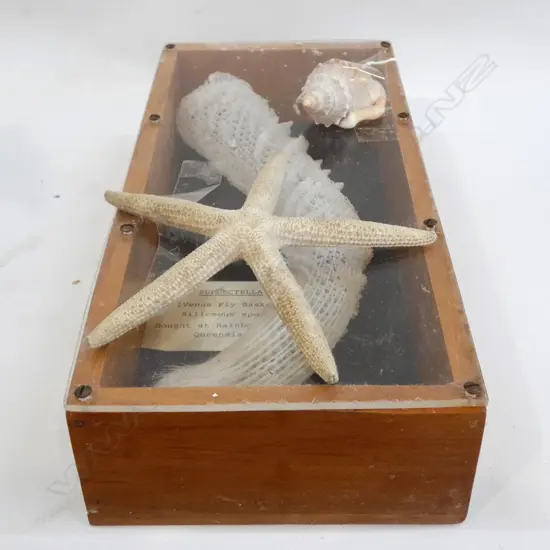 FRAMED VENUS FLY BASKET/STARFISH + SHELL H 270 MM