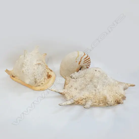 3 SHELLS; NAUTILUS ETC