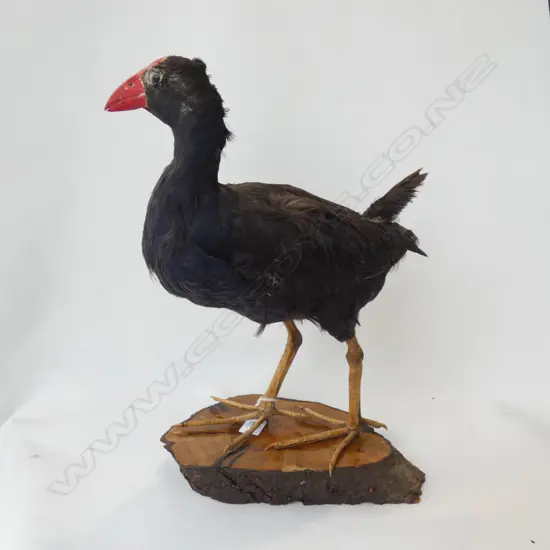TAXIDERMY PUKEKO H.450mm