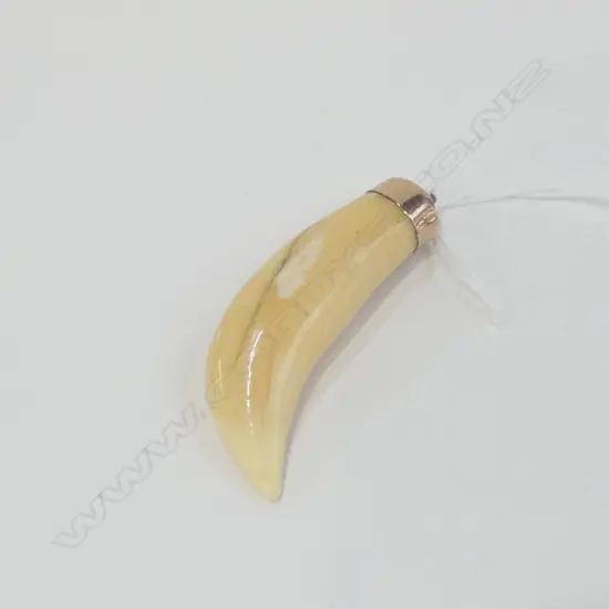 9ct GOLD MOUNTED LION'S TOOTH PENDANT