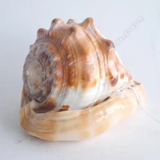 VINTAGE CARVED DBLE PORTRAIT CAMEO SHELL L.125mm