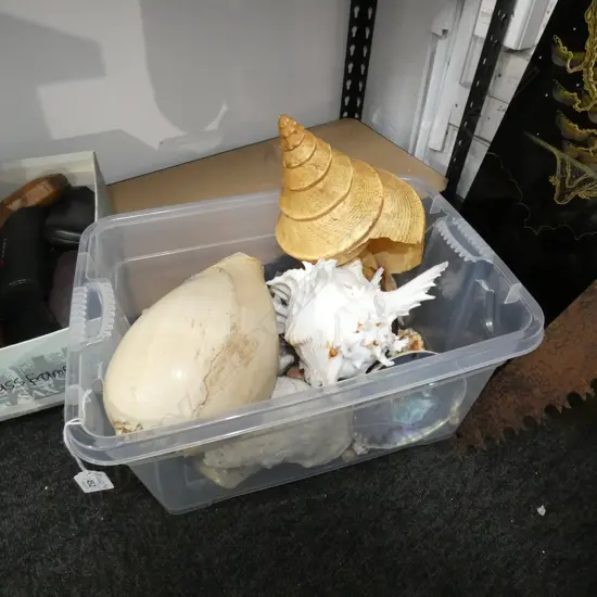 BOX ASST SEA SHELLS