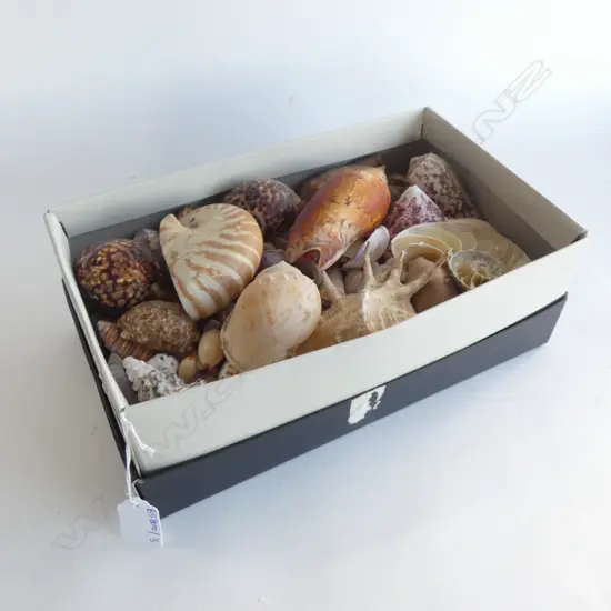 BOX LOT ASST. SHELLS