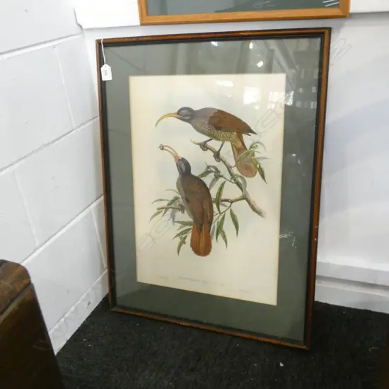 BIRD PRINT 'DREPANORNIS BRUIJNII' 520x365mm