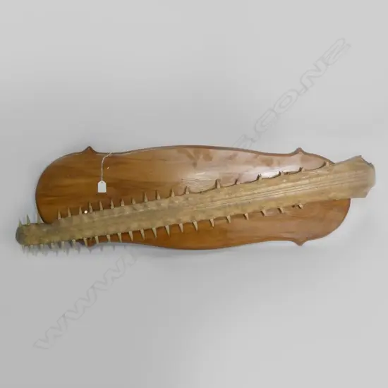 LARGE SAW FISH BILL TROPHY ON WOODEN SHIELD