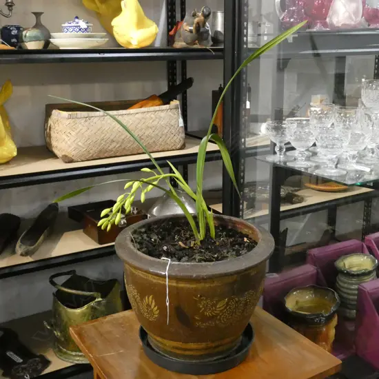 CHINESE DRAGON POT & ORCHID