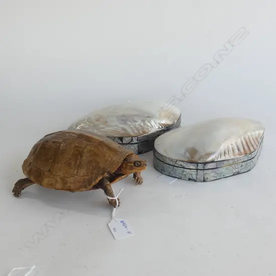TORTOISE & 2 SHELL BOXES  