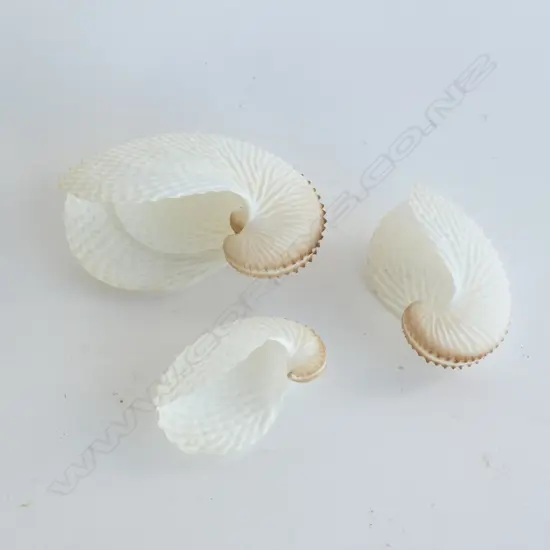 4 PAPER NAUTILUS SHELLS LARGEST W.105mm
