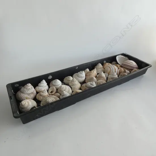 LG TRAY ASST SEA SHELLS