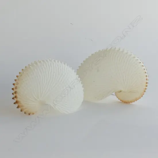 2 PAPER NAUTILUS SHELLS W.120mm