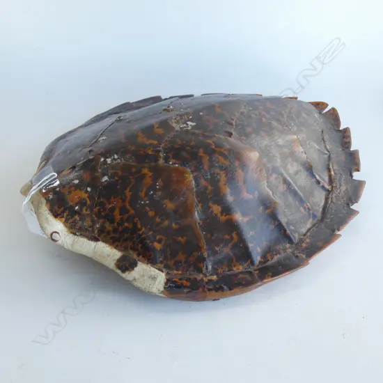 TURTLESHELL L.480mm