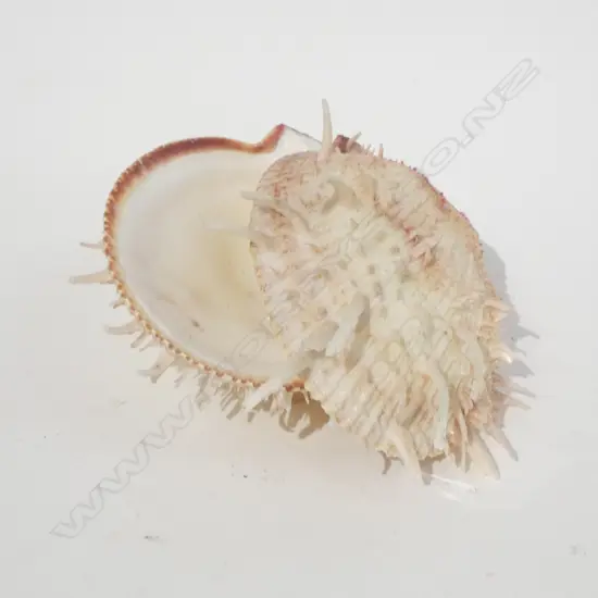 RARE PACIFIC SPINY OYSTER SHELL L140 MM