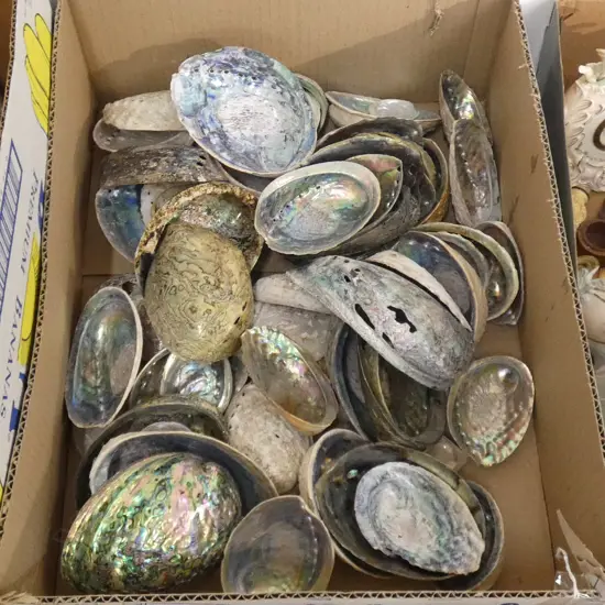 LG BOX PAUA SHELLS