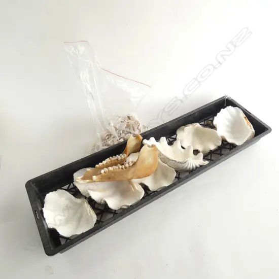 TRAY W 6 LG CLAM SHELLS + BAG MIXED SMALL SHELLS + SHEEP JAW W TEETH
