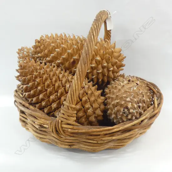 WOVEN BASKET w. 5 LARGE COULTER PINE CONES L.280mm