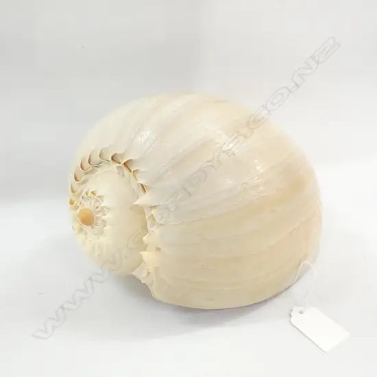 BAILER SHELL L.250mm