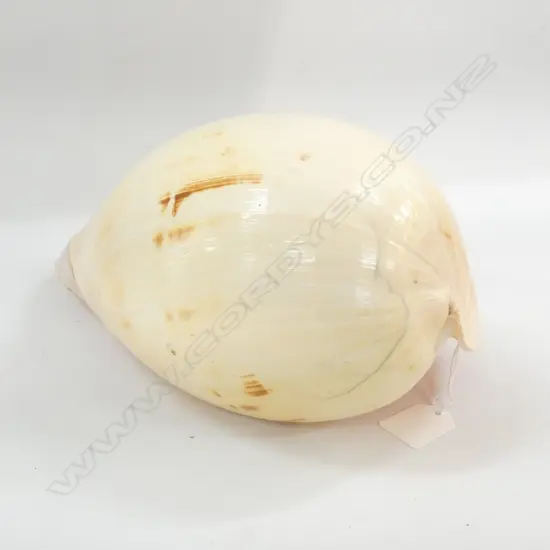 BAILER SHELL L.270mm