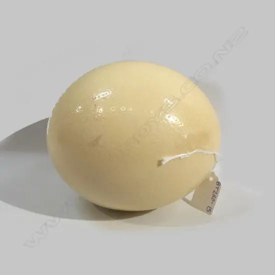 OSTRICH EGG