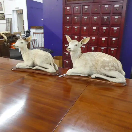 2 TAXIDERMIED BABY FAWN DEER