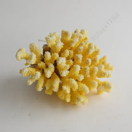 YELLOW CORAL W.200mm