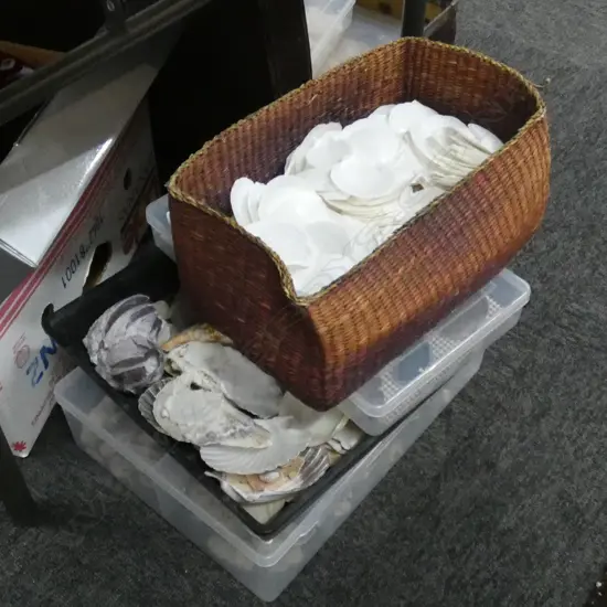 2 TRAYS ASST. SHELLS, CASE OF POLISHED AGATE SLICES, BOX OF ASST. SMALL CORAL PIECES