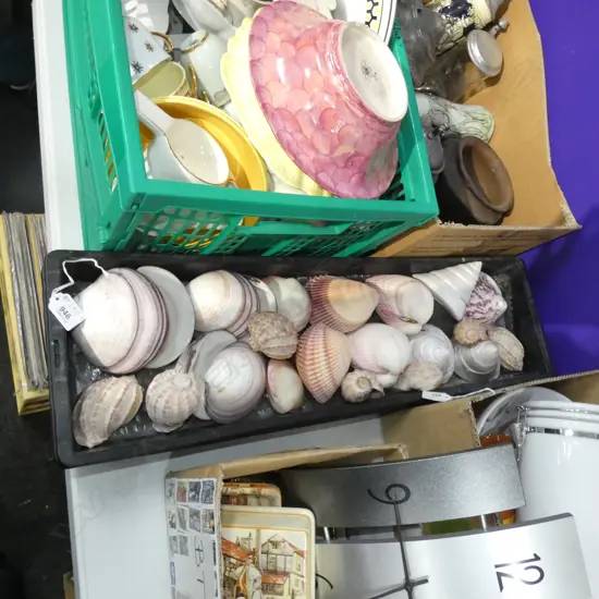 TRAY OF ASST EXOTIC SHELLS