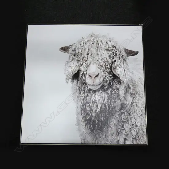 FRAMED SHAGGY SHEEP ON CANVAS 1m sq
