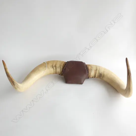 PR LGE BULLOCK HORNS STUD INLAY LEATHER WALL MOUNT W750MM