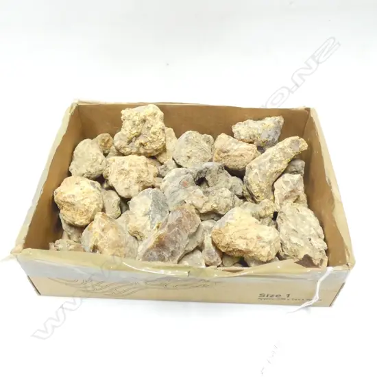 BOX KAURI GUM NUGGETS 