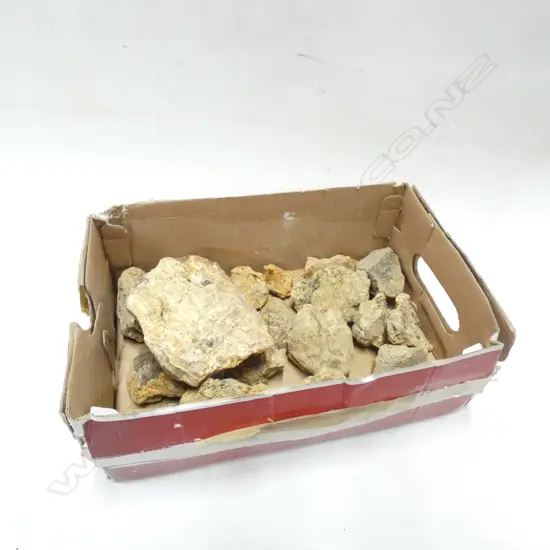 BOX KAURI GUM NUGGETS (17 PCS LARGEST L 130MM)