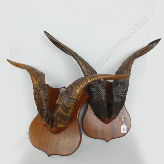 2 PR MOUNTED TAHR HORNS H 450mm
