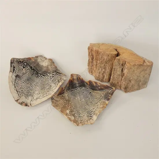 PC WHALE BONE & 2 SM TURTLE SHELLS